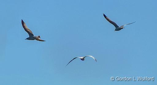 Gulls In Flight_DSCF4830-1.jpg - Photographed at Smiths Falls, Ontario, Canada.
